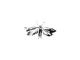 Clothes Moth (Tinea pellionella) (Ps.39.11, Hos.5.12, Job.13.28, Is.50.9, 51.8, Mt.6.19-20, Lk.12.33, Jam.5.2, Job.27.18)